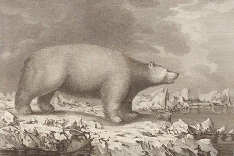 White Bear / John Webber